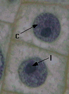 interphase.gif